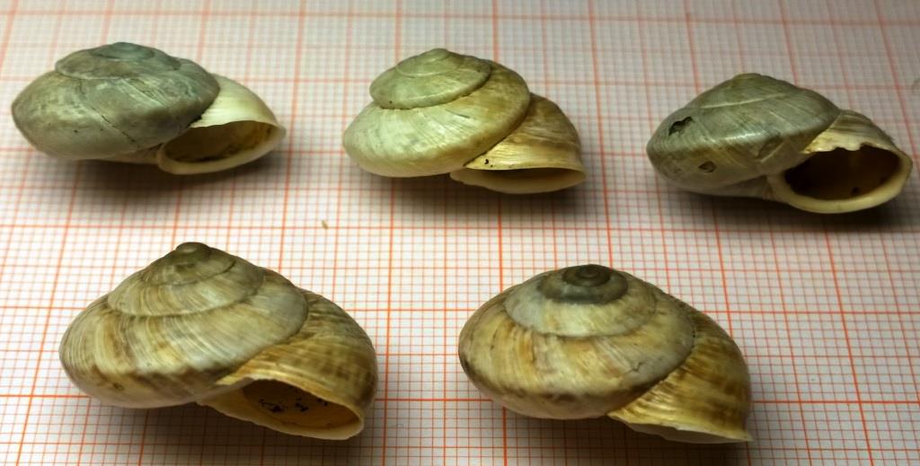 Chilostoma cingulatum tigrinum, un''evoluzione di 150 anni